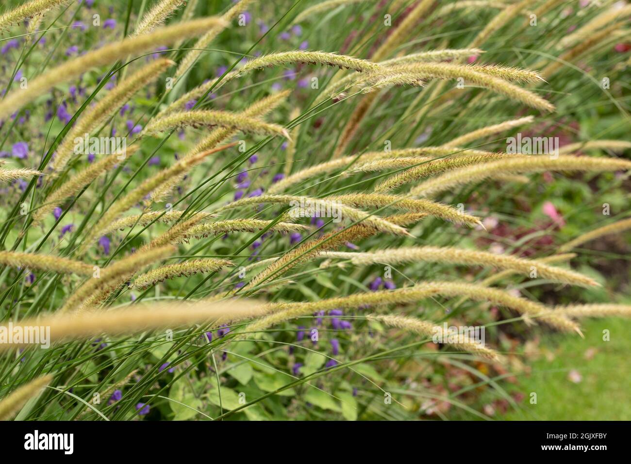 Stunning close up image of ornamental grass African Feather grass Pennisetum Macrorum in English country garden landscape using selective focus Stock Photo