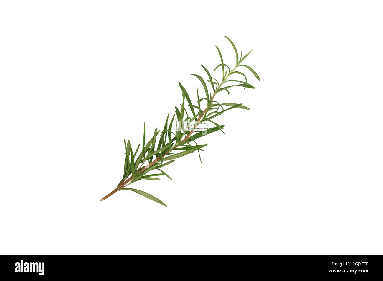 Fresh sprig rosemary on white background. isolated Stock Photo