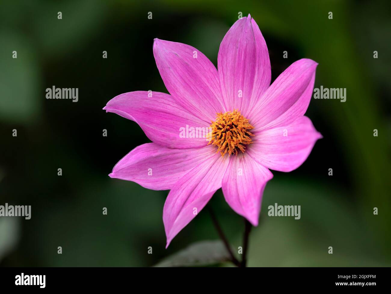 Beautiful close up macro image of Dahlia Tenuicaulis flower in English country garden landscape setting Stock Photo