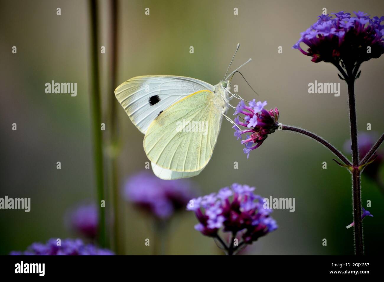 Large white butterfly (Pieris brassicae) on verbena flower Stock Photo