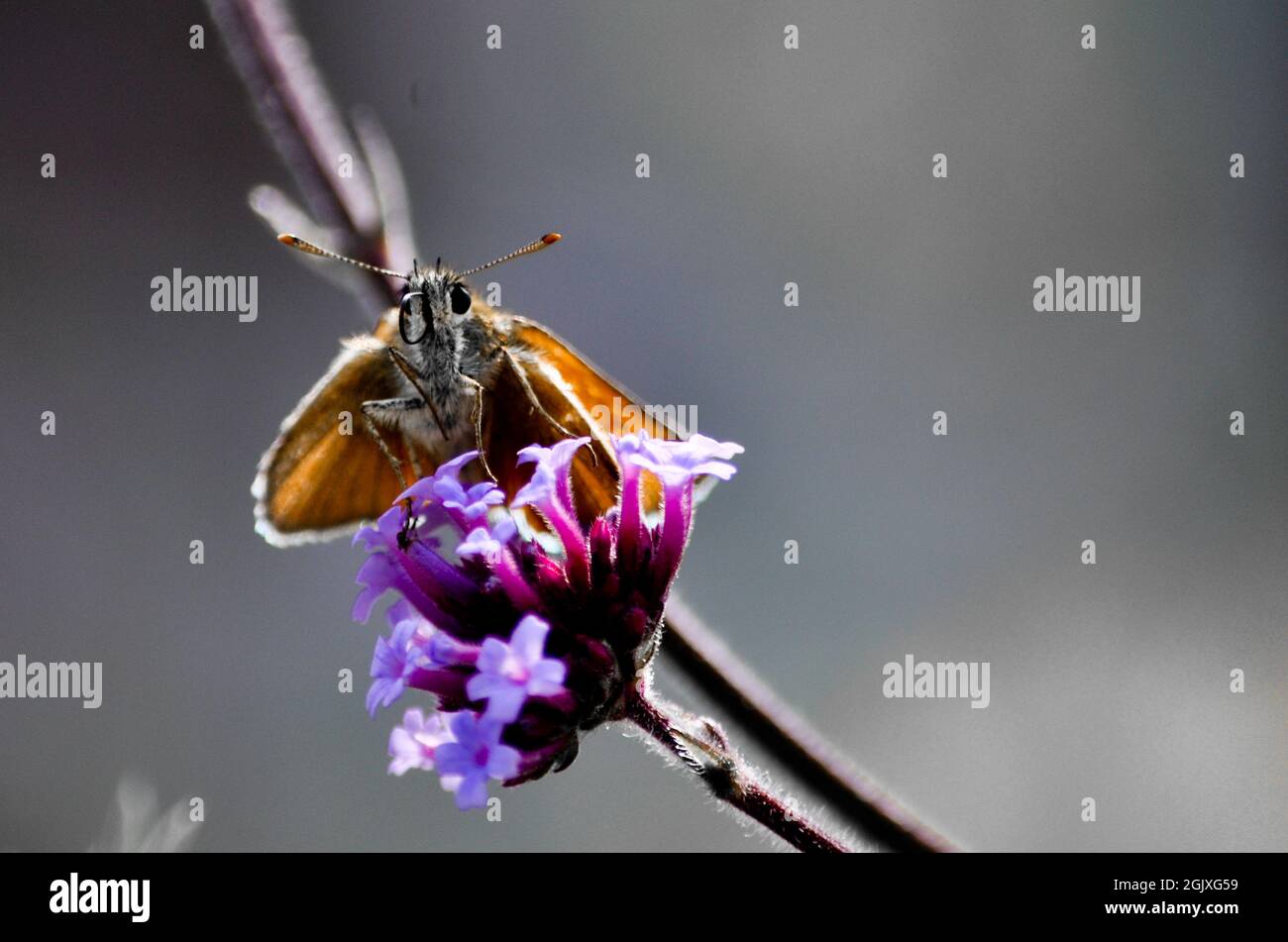 Essex Skipper butterfly (Thymelicus lineola) sitting on a purple verbena bonariensis. Copy space is available Stock Photo