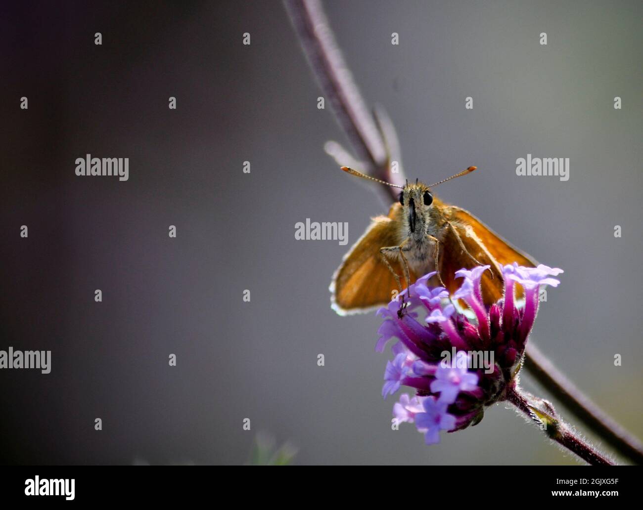 Essex Skipper butterfly (Thymelicus lineola) sitting on a purple verbena bonariensis. Copy space is available Stock Photo