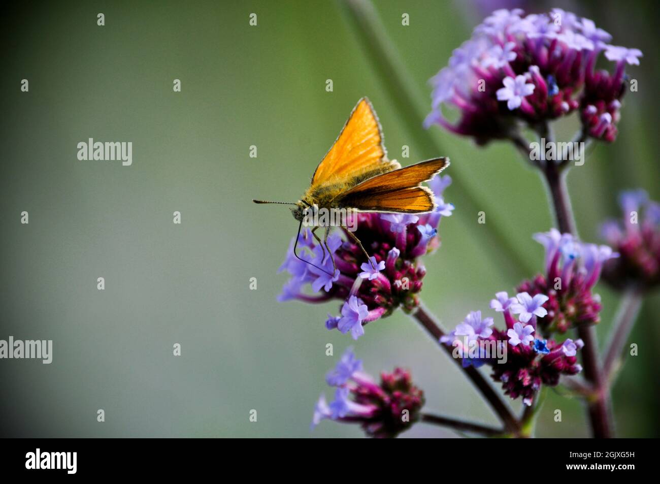 Essex Skipper butterfly (Thymelicus lineola) sitting on a purple verbena bonariensis. Copy space is available Stock Photo