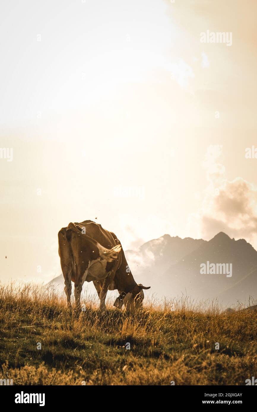 A vertical shot of a cow on a hill during a sunset Stock Photo - Alamy