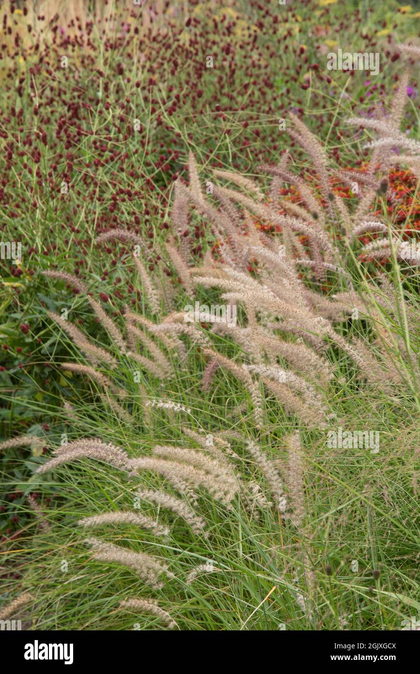 Beautiful macro image of ornamental grass African Foxtail Cenchrus Ciliaris in English country garden landscape setting Stock Photo