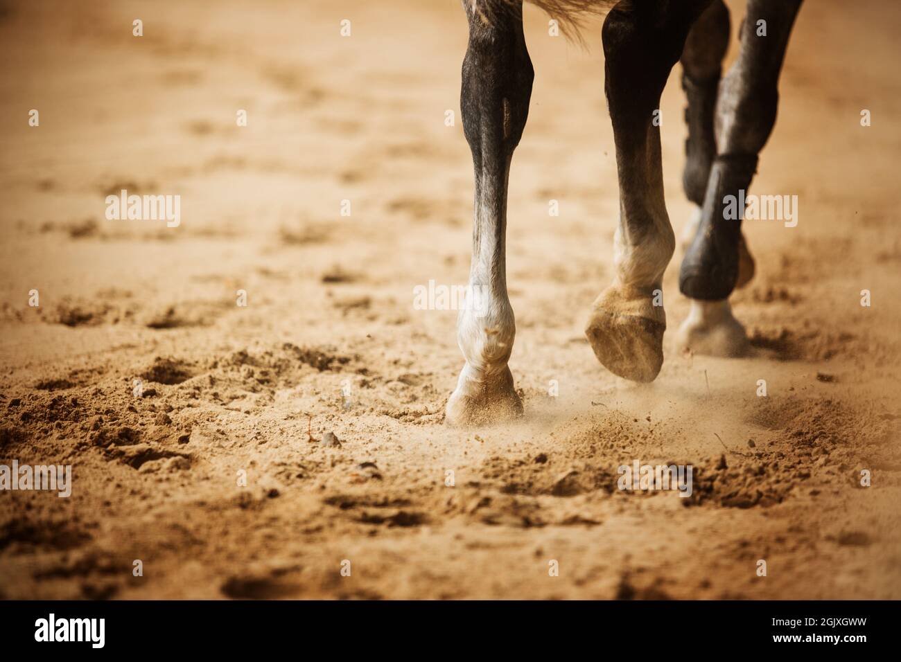 Foal with rear view of mare hi-res stock photography and images - Alamy