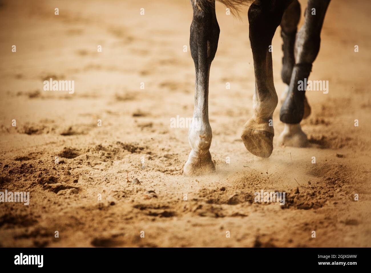 A rear view of the legs of a gray horse that trots around the arena, stepping with its hooves on the sand and kicking up dust. Equestrian sports. Eque Stock Photo