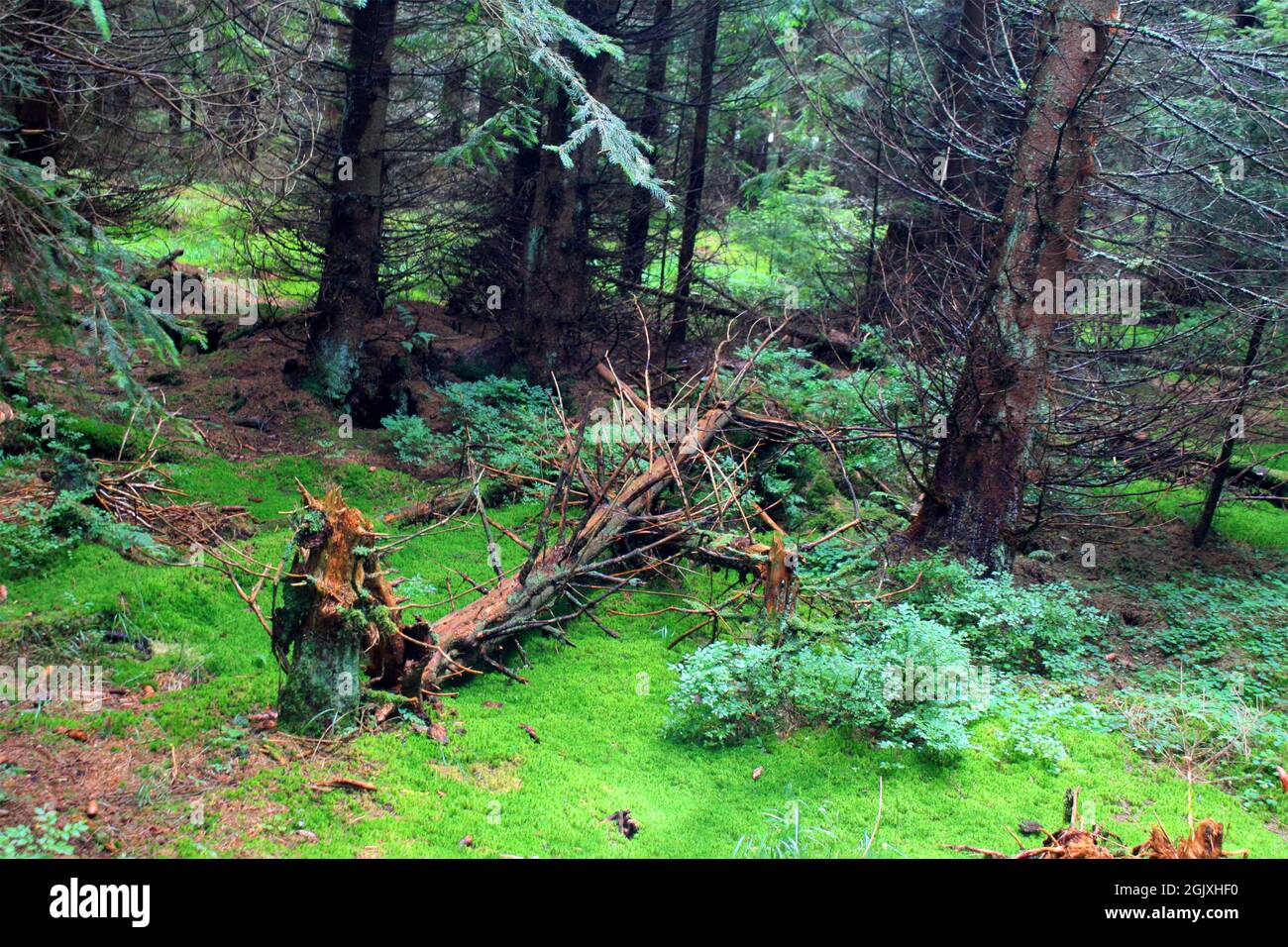 Forest in Tschechien Stock Photo