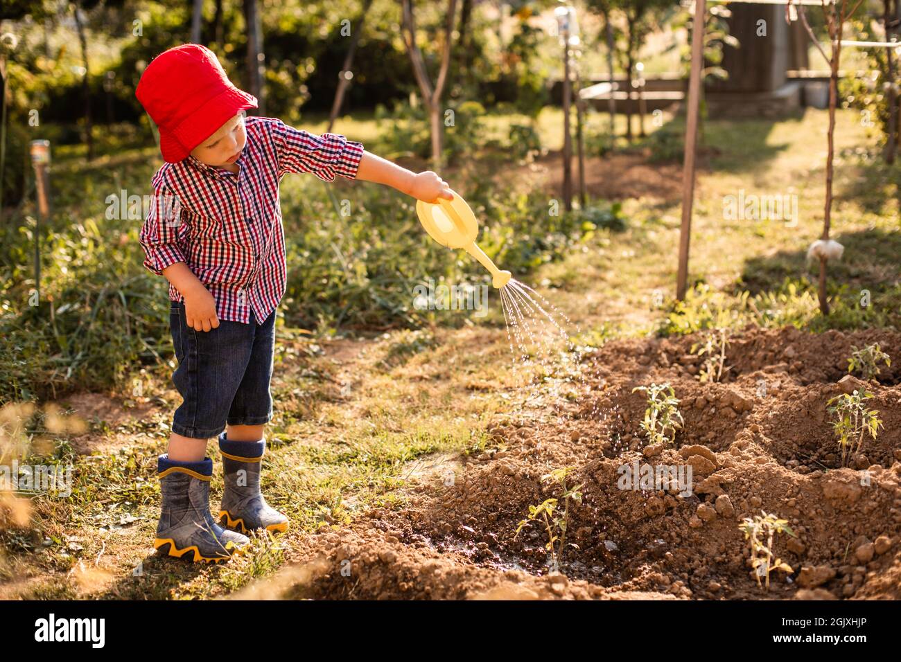 Cute little kid boy watering tomato plants in the garden Stock Photo ...