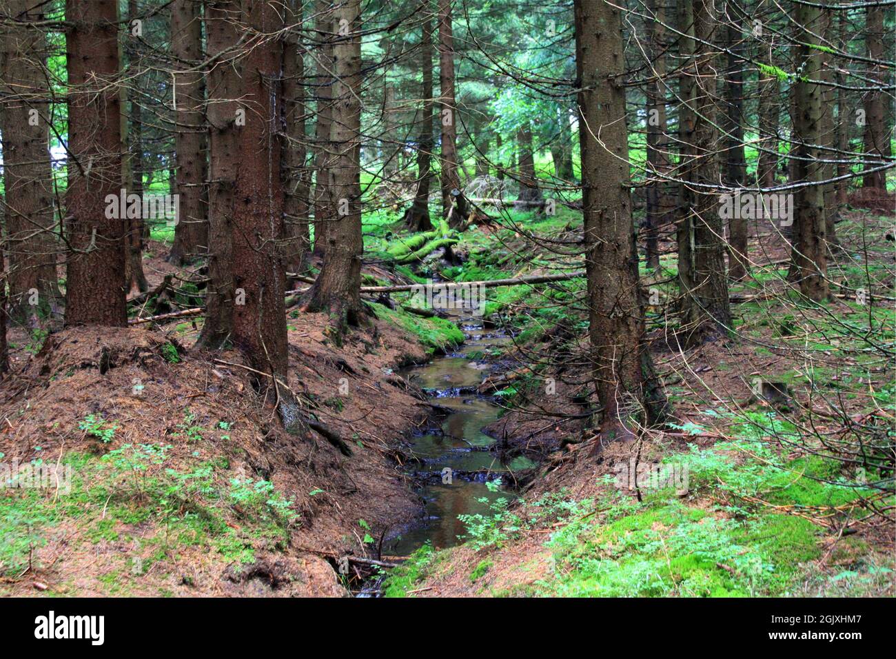 Forest in Tschechien Stock Photo
