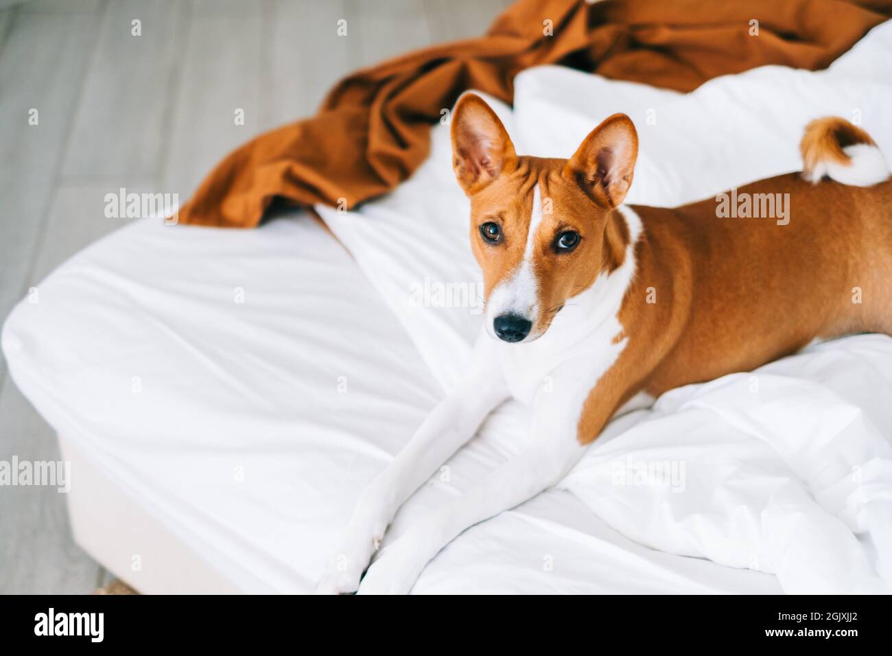 Cute basenji dog lying on a bed at home in bright living room Stock ...
