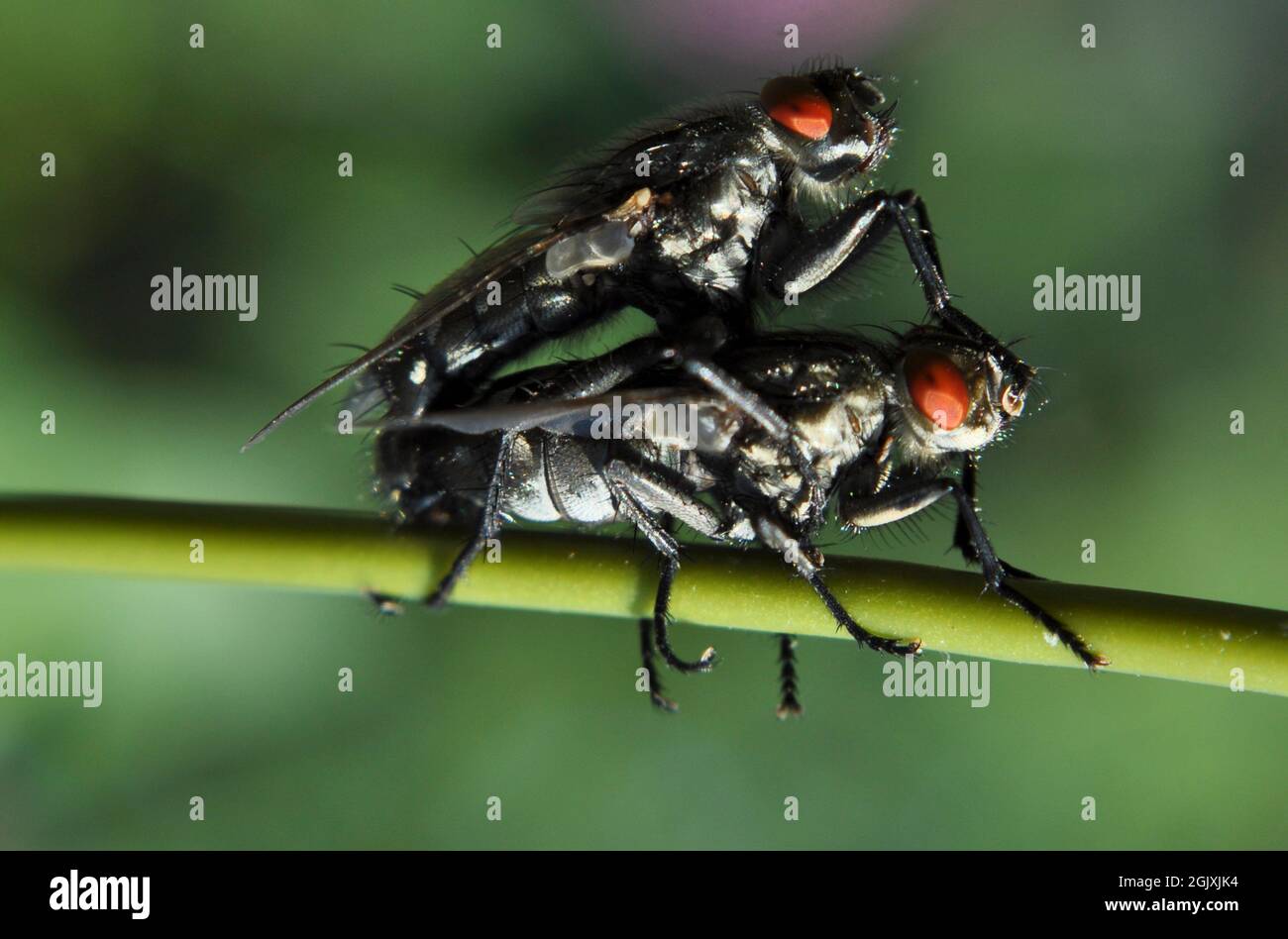 Reproducing fly hires stock photography and images Alamy