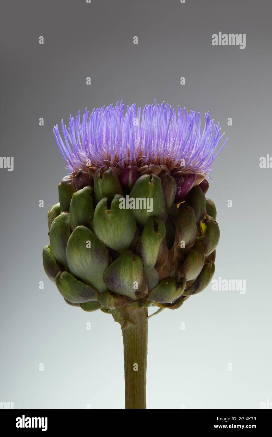 A Globe Artichoke flower head photographed against a studio background