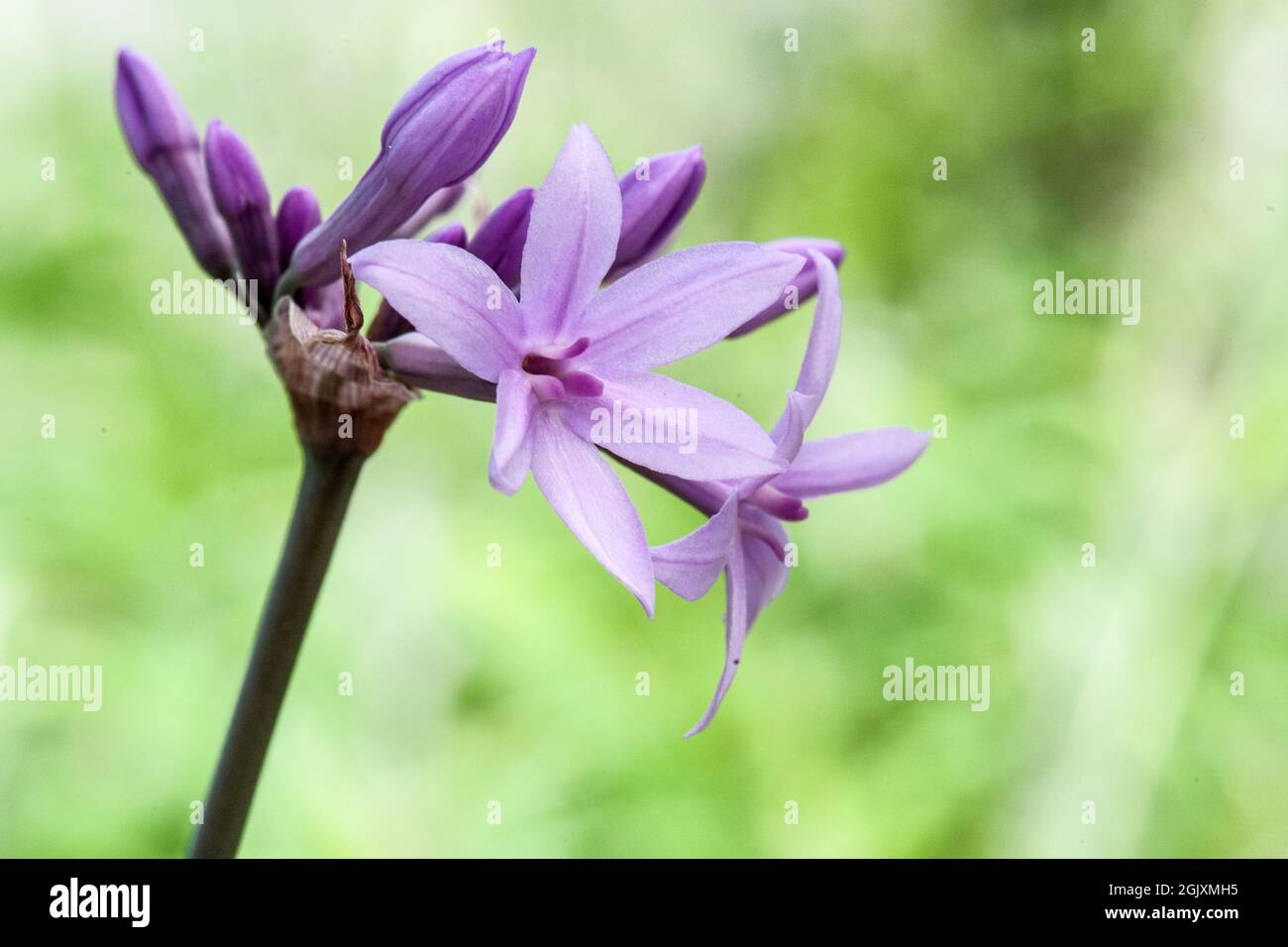 'Tulbaghia violacea'  or society garlic, wild garlic, sweet garlic, spring bulbs, is a flowering plant in the family Amaryllidaceae Stock Photo