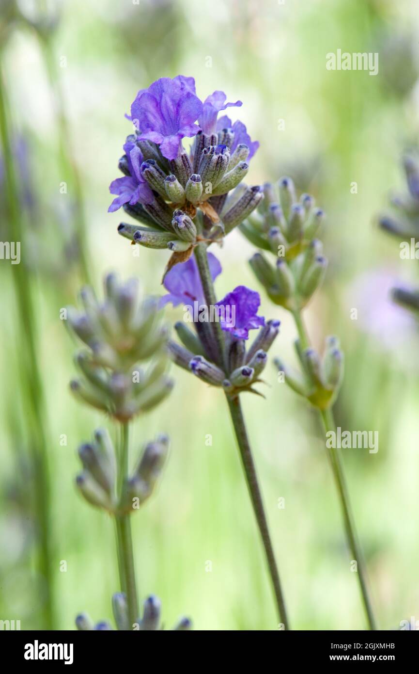 'Lavandula angustifolia', a member of the Lamiaceae family and native to the Mediterranean. Its common names include lavender, true lavender or Englis Stock Photo