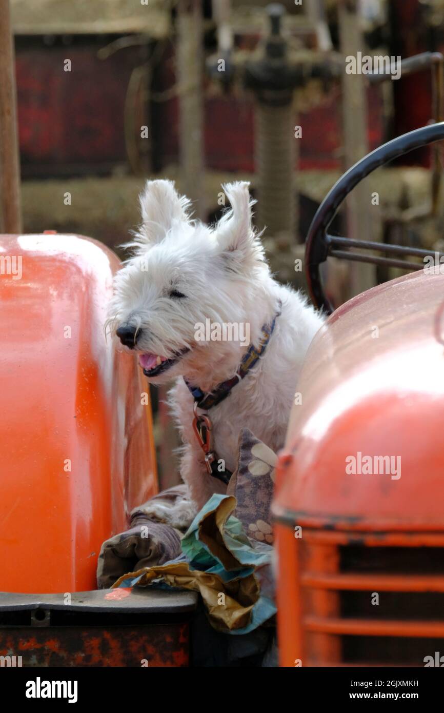 Frampton on Severn, Glos, 12th September 2021. This little white dog had his own tractor. This traditional country fair is held in 30 acres of the beautiful parkland of Frampton Court Estate. It celebrates all that is great about the countryside and the people who work and live in it. Credit: JMF News/Alamy Live News Stock Photo