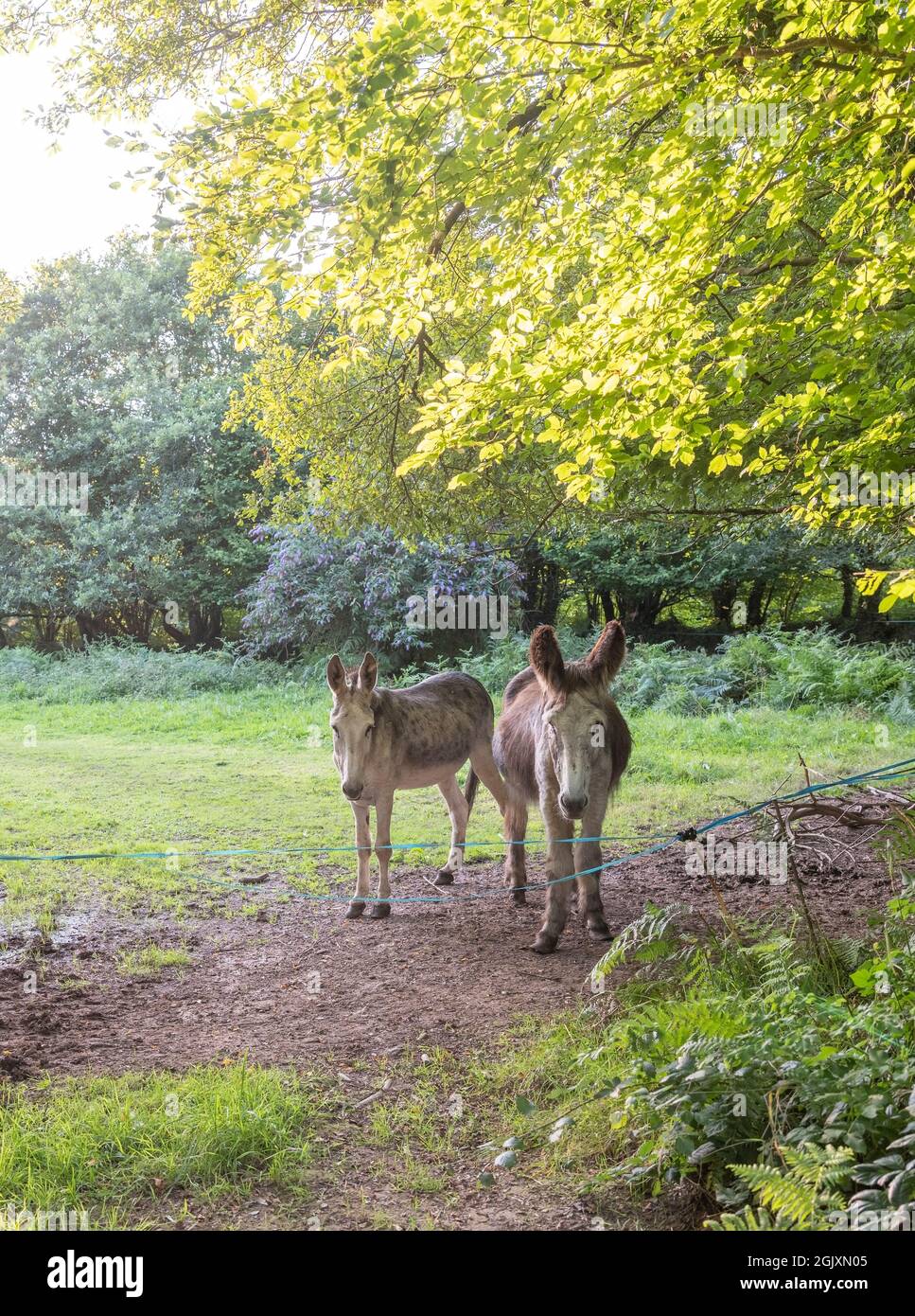 two donkeys under trees in french brittany at sunset Stock Photo