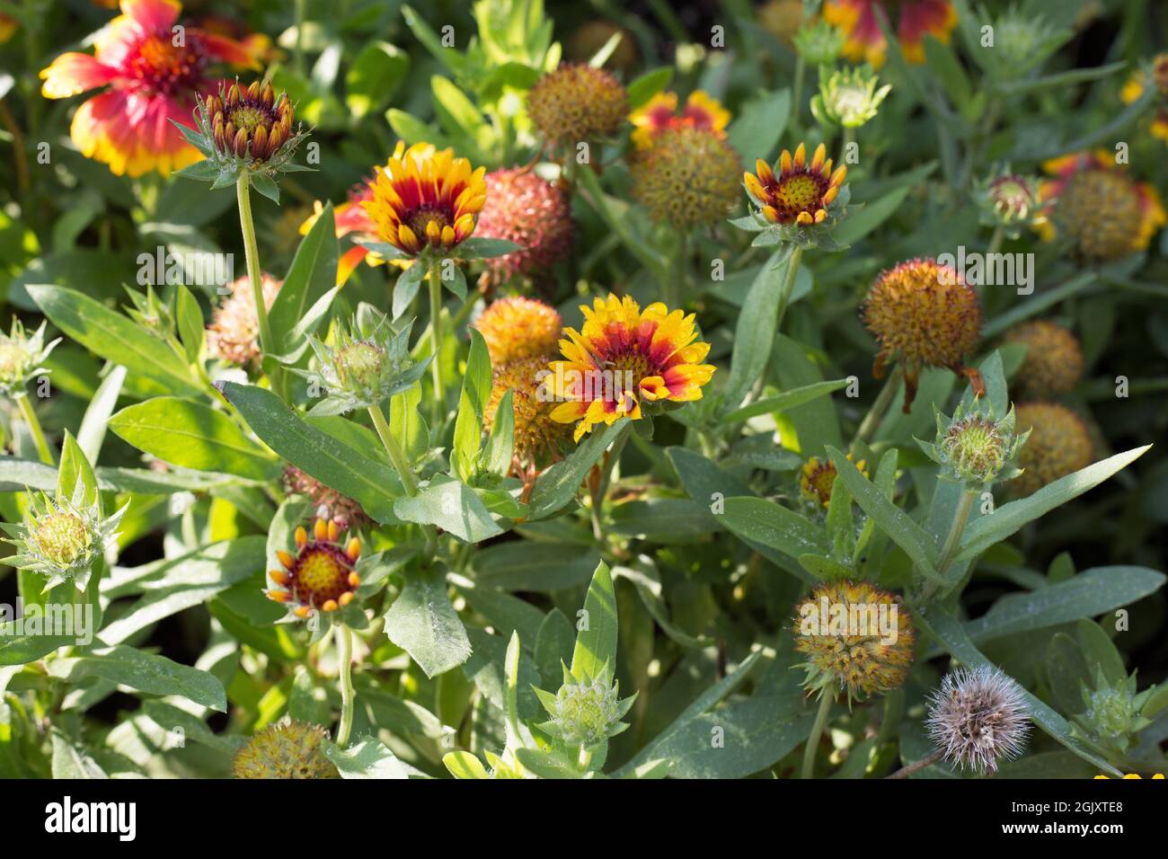 Gaillardia x grandiflora 'Arizona Sun' blanket flower Stock Photo Alamy