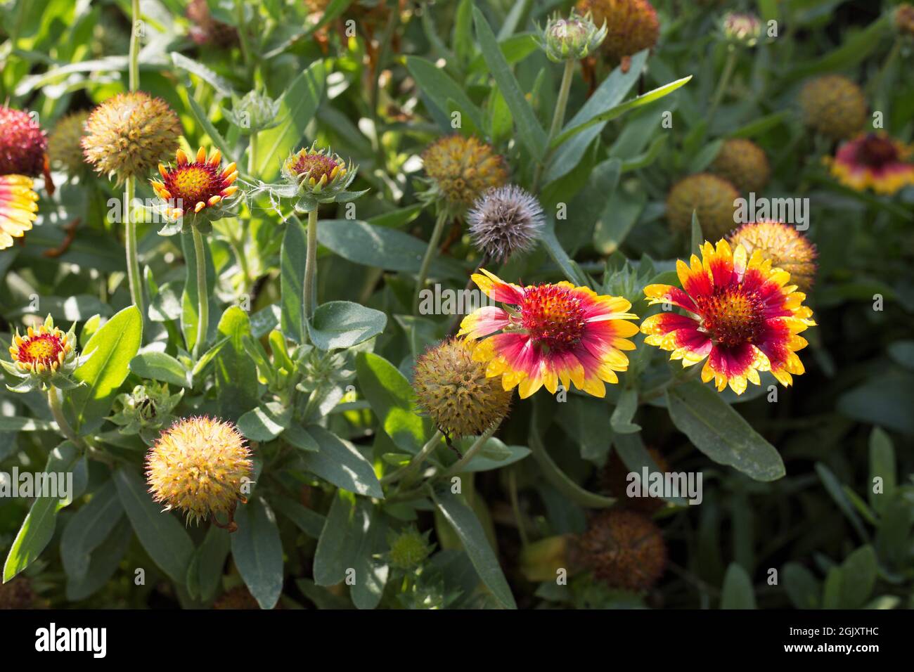 Gaillardia x grandiflora 'Arizona Sun' blanket flower Stock Photo Alamy
