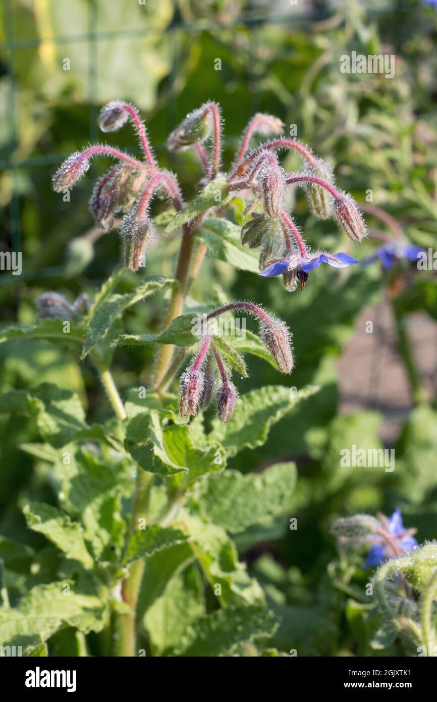 Borago officinalis - borage. Stock Photo