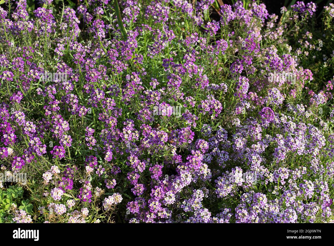 Alyssum flowers hi-res stock photography and images - Alamy