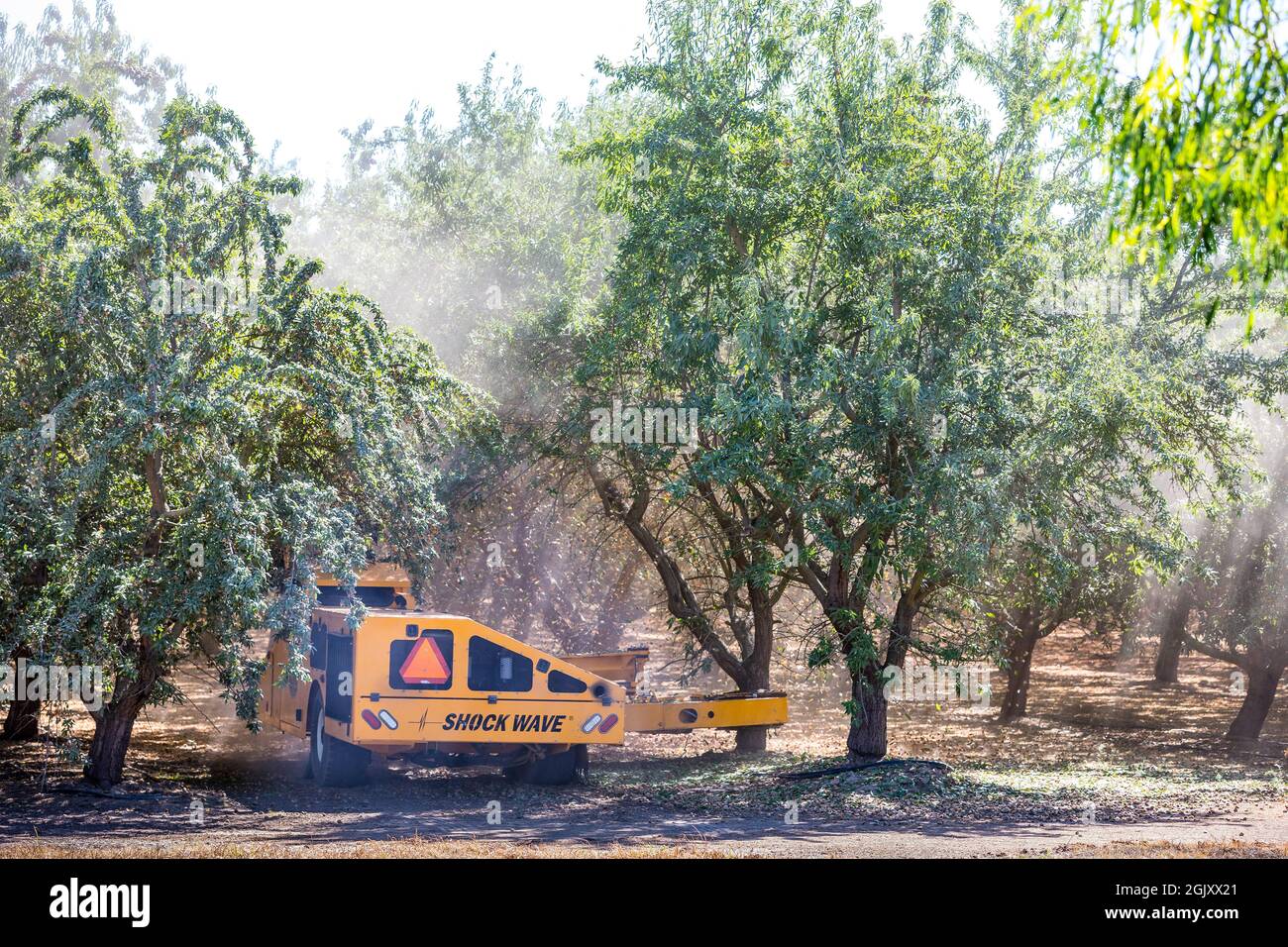An Almond harvesting machine that shakes the almonds off of the tree