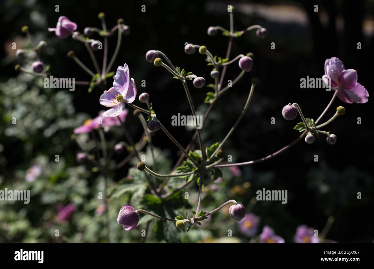 Anemone tomentosa 'Robustissima' - grape leaf anemone flowers. Stock Photo