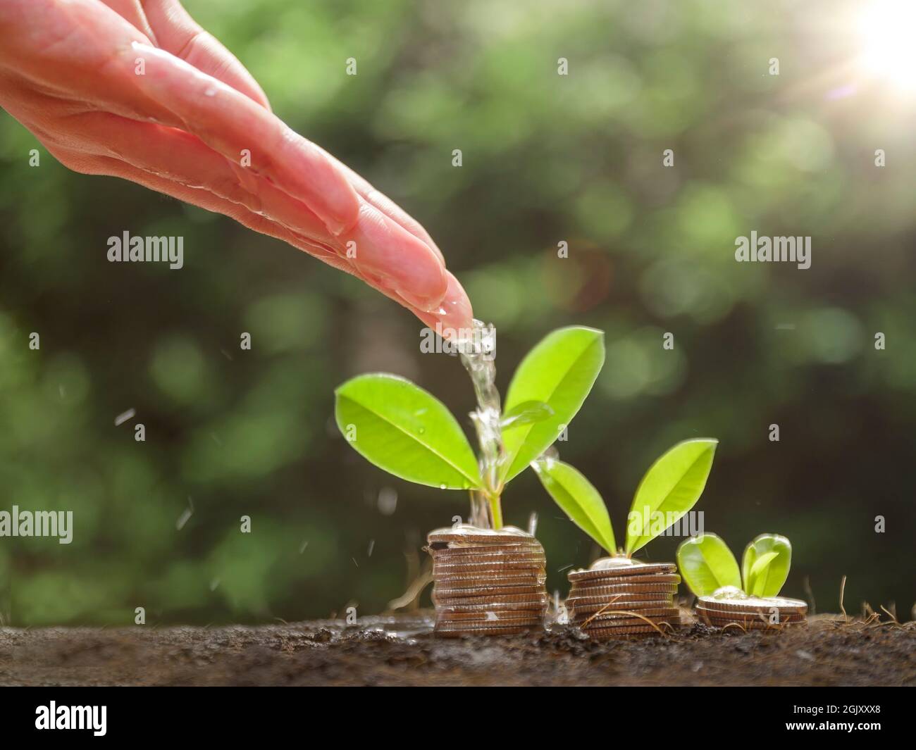 Hands are watering growing plants on coins. Hand watering the plants growing on pile of coins stacked on the ground. Financial and business management Stock Photo