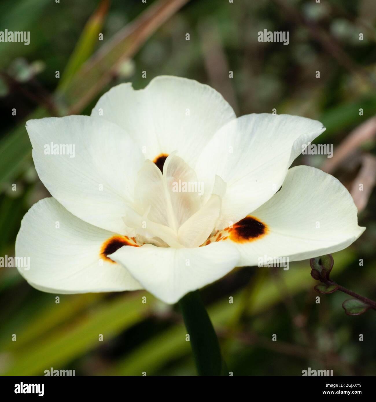 Cream flower of the rhizomatous South African perennial, Dietes bicolor, butterfly iris Stock Photo