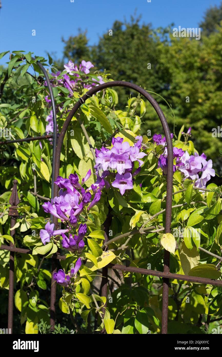 Bignonia aequinoctialis garlic vine, flowering Stock Photo Alamy