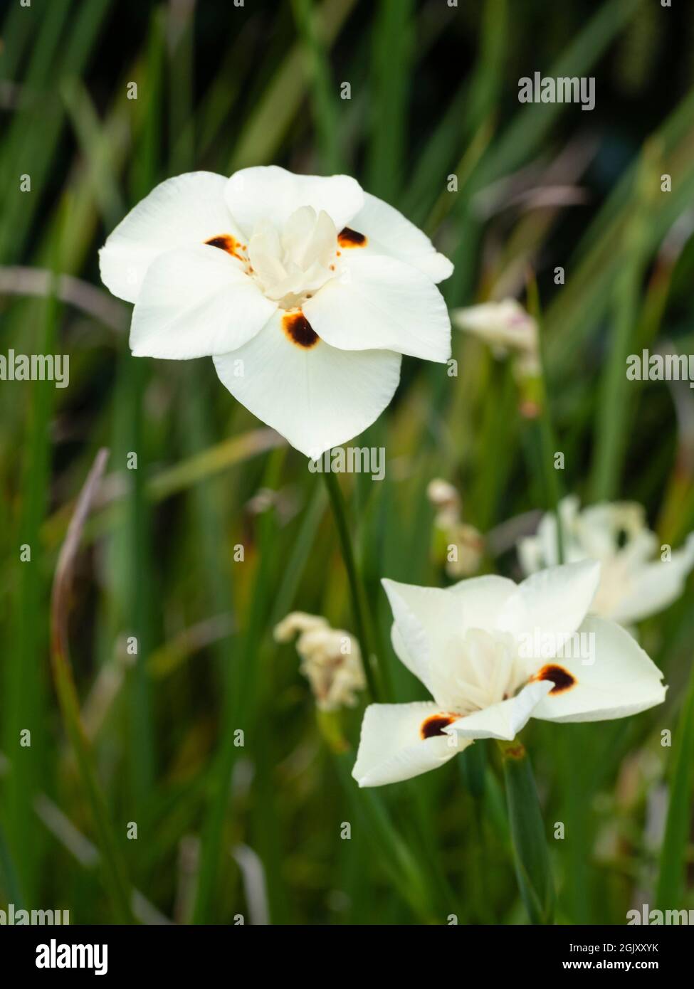 Cream flowers of the rhizomatous South African perennial, Dietes bicolor, butterfly iris Stock Photo