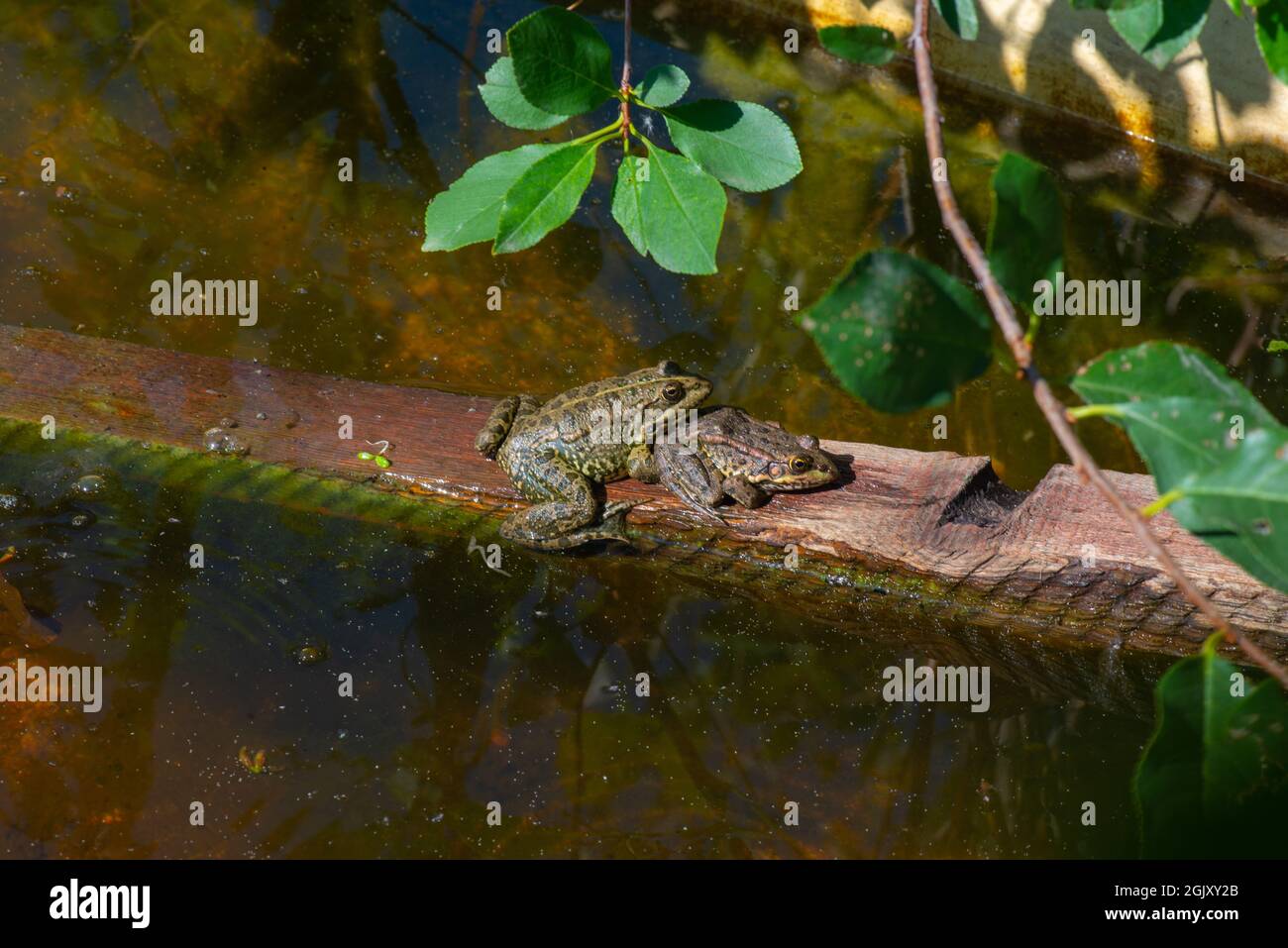 little gray frogs sit on the board Stock Photo