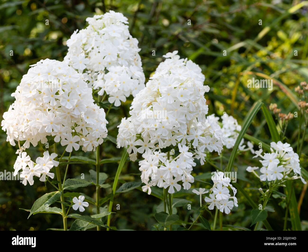Late summer panicles of fragrant white flowers of the hardy perennial Phlox paniculata Mount 'Fuji' Stock Photo