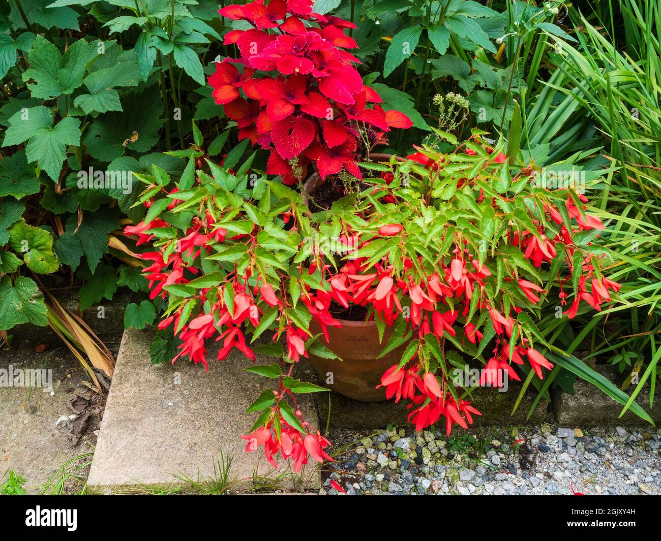 Red themed, late summer container display of Begonia boliviensis 'Bonaparte Red' and Solenostemon 'Mozaik' Stock Photo