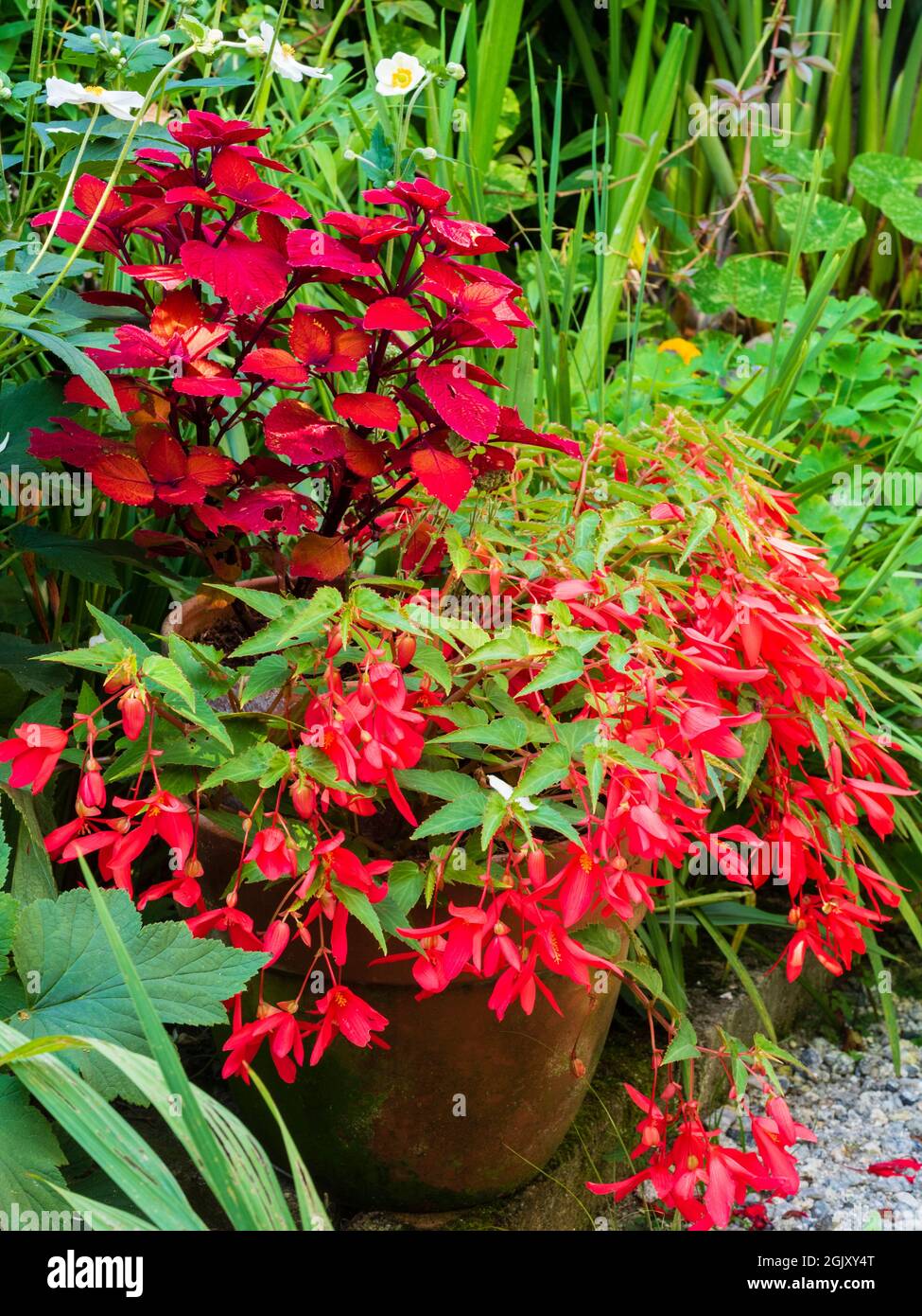 Red themed, late summer container display of Begonia boliviensis 'Bonaparte Red' and Solenostemon 'Mozaik' Stock Photo