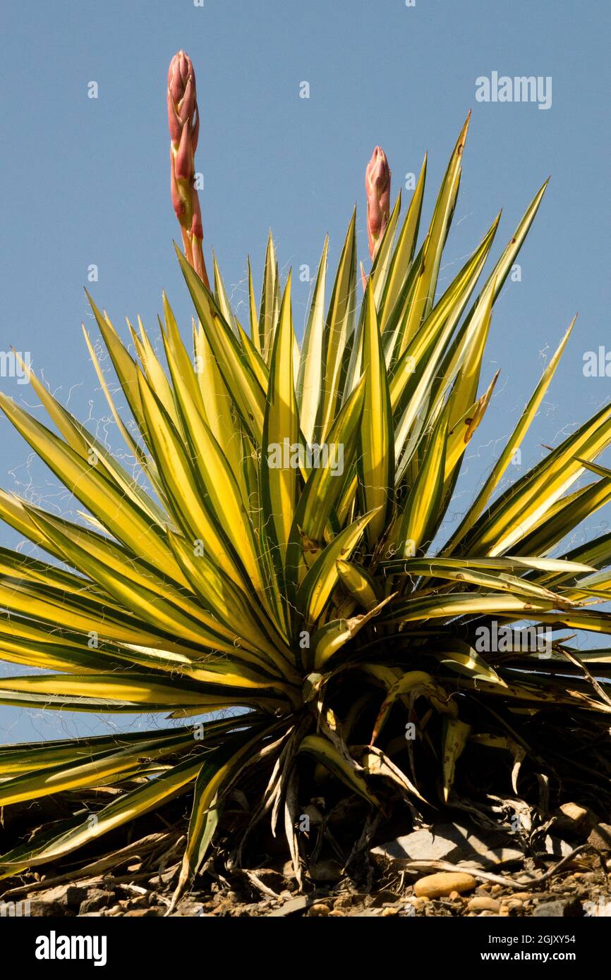 Adams Needle Yucca filamentosa Yucca flaccida 'Golden Sword' variegated leaves and budding flower spike towering to the blue sky Stock Photo