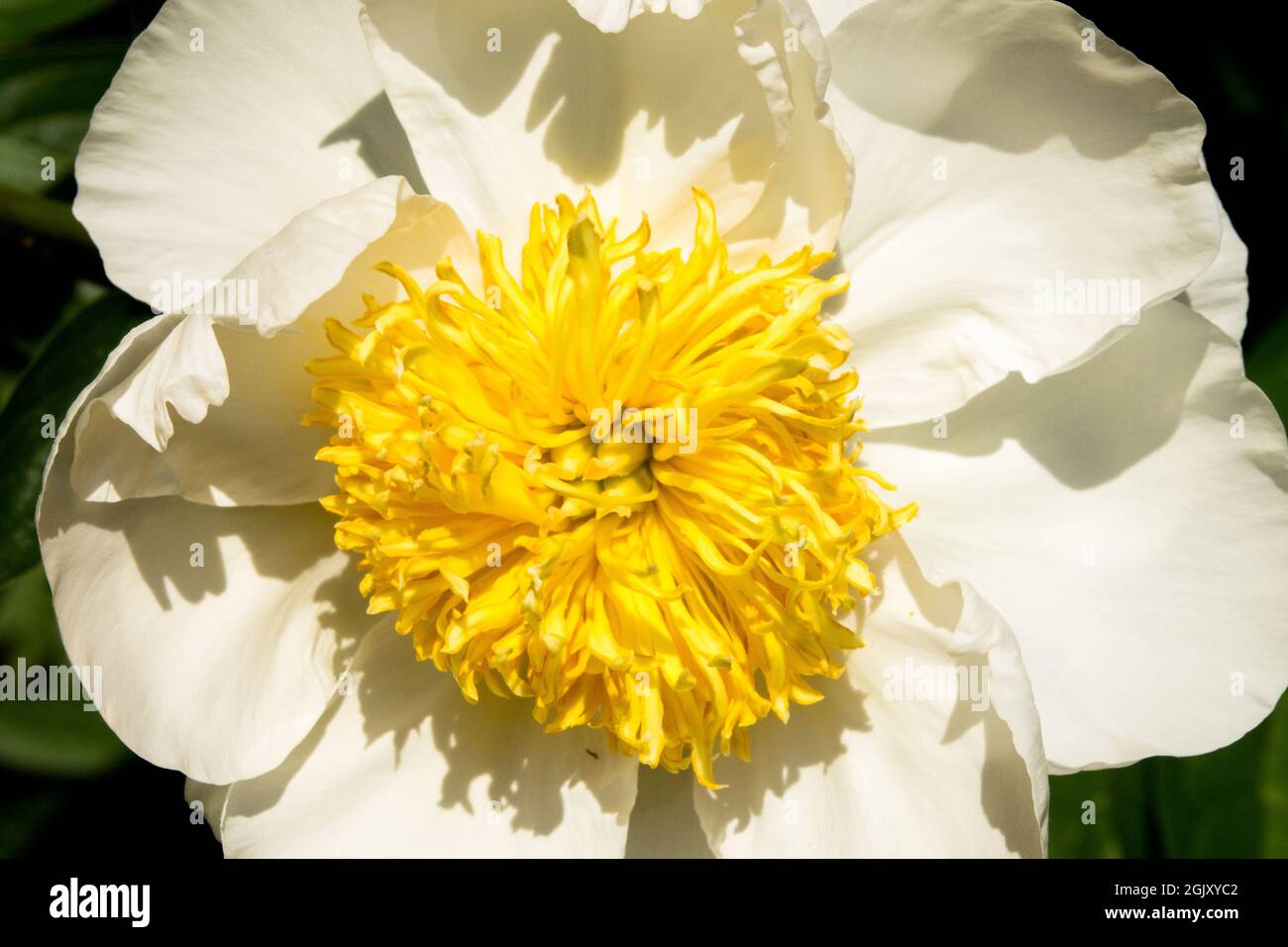 Peony 'Cheddar Charm' White flower Paeonia lactiflora Stock Photo