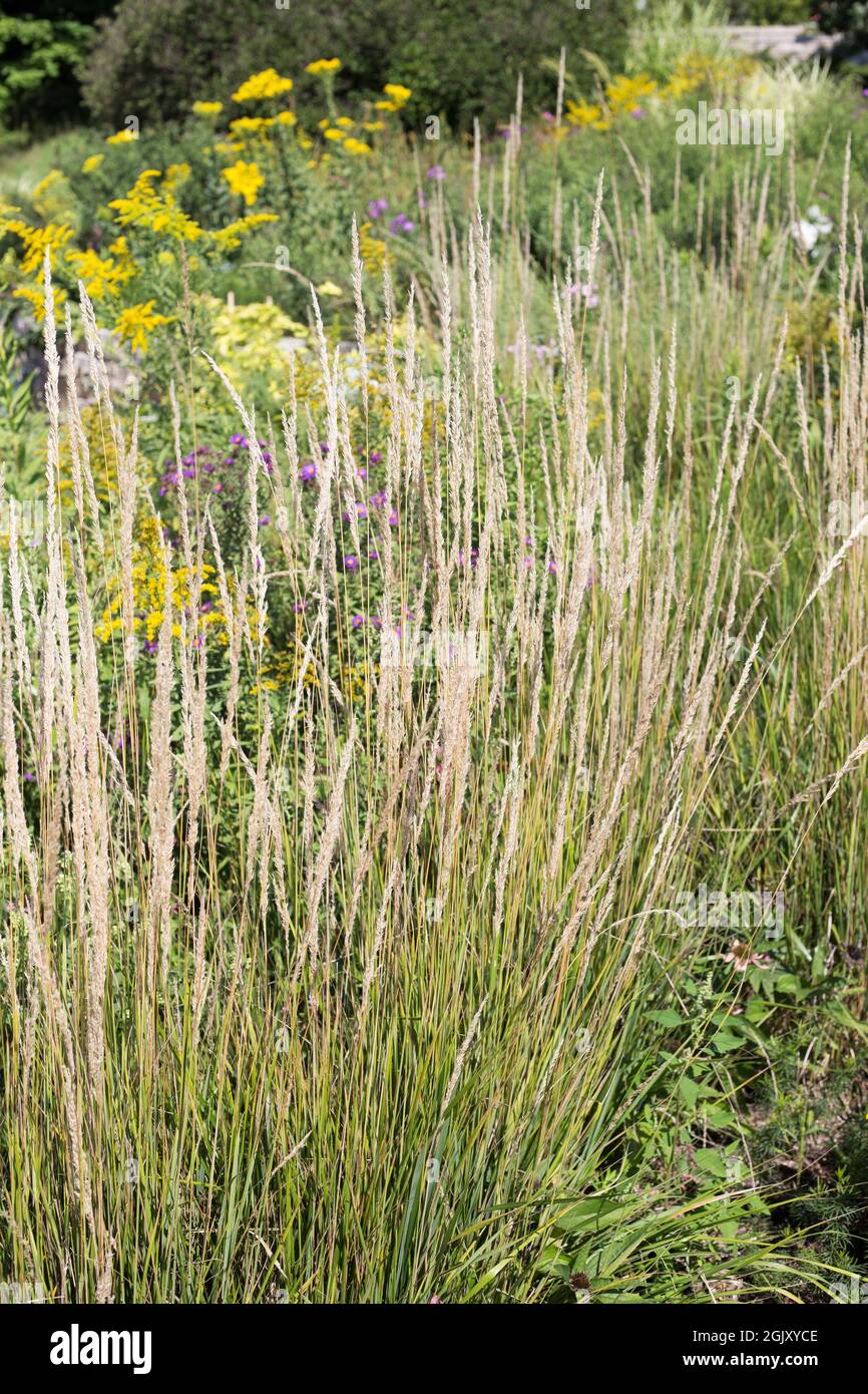 Calamagrostis x acutiflora 'Karl Foerster' feather reed grass. Stock Photo