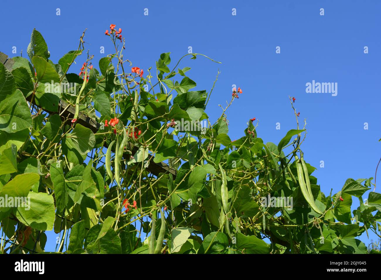 Fresh, organic Scarlet Runner Beans and flowers against blue sky Stock Photo