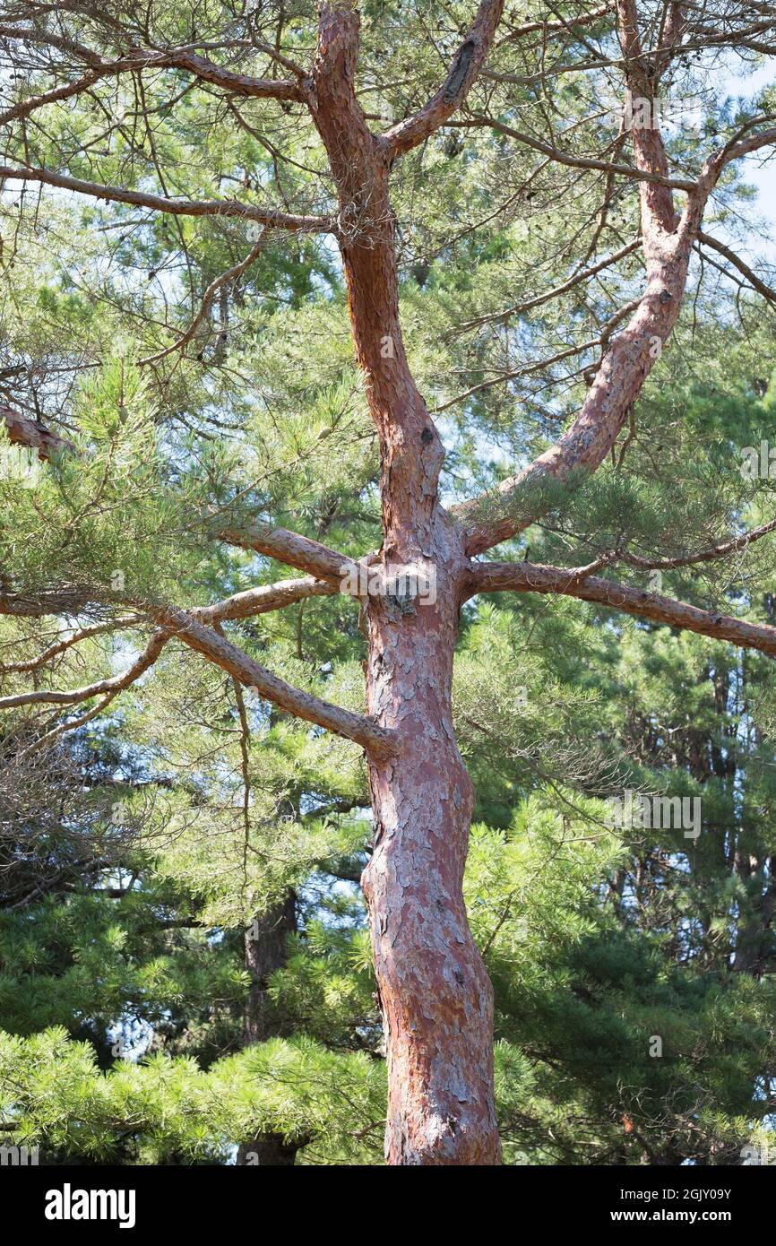 Pinus densiflora - Japanese red pine tree. Stock Photo