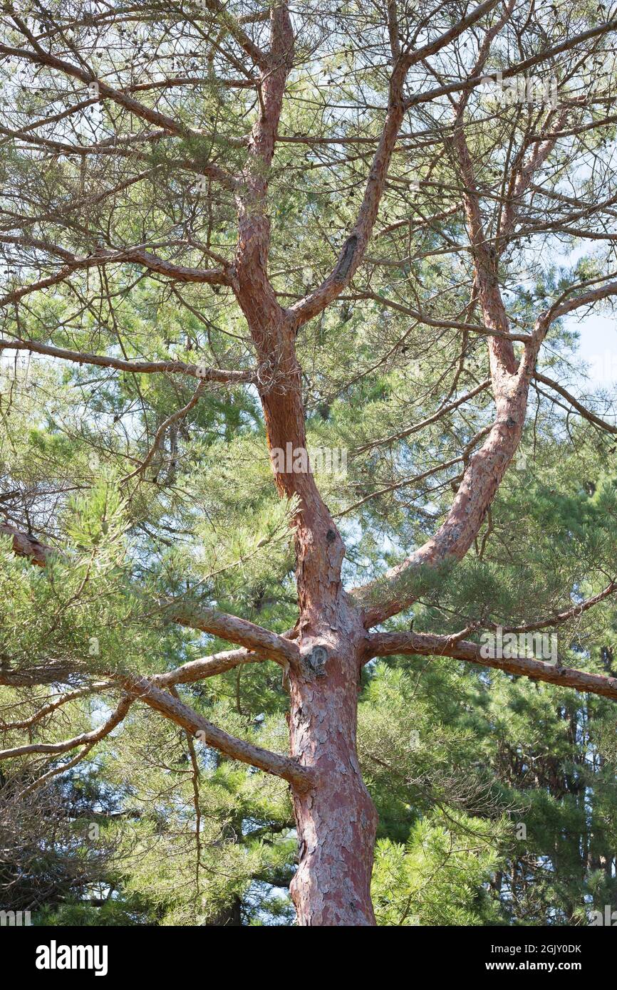 Pinus densiflora - Japanese red pine tree. Stock Photo