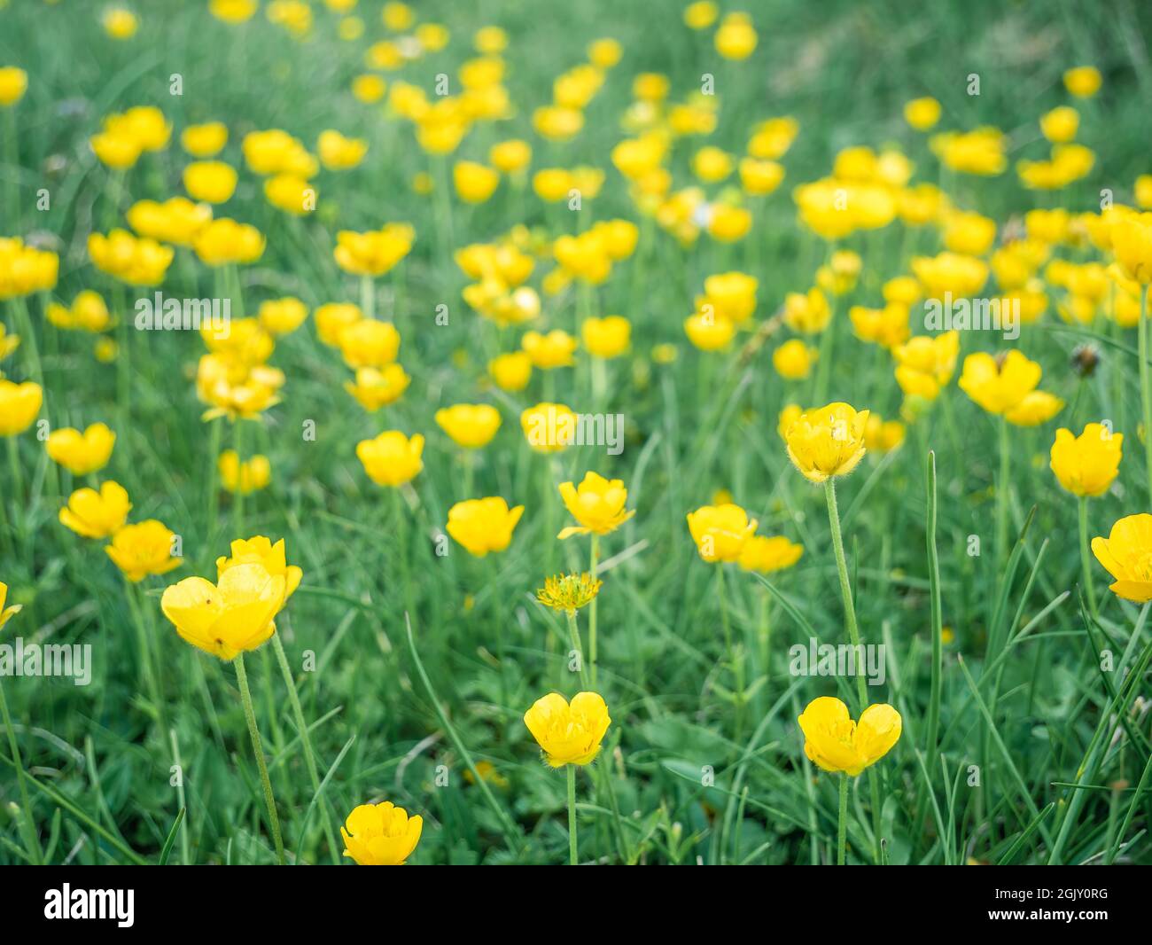 Ranunculus auricomus or montanus - Goldilocks buttercup small yellow flower field in Bucegi Mountains Romania. Stock Photo