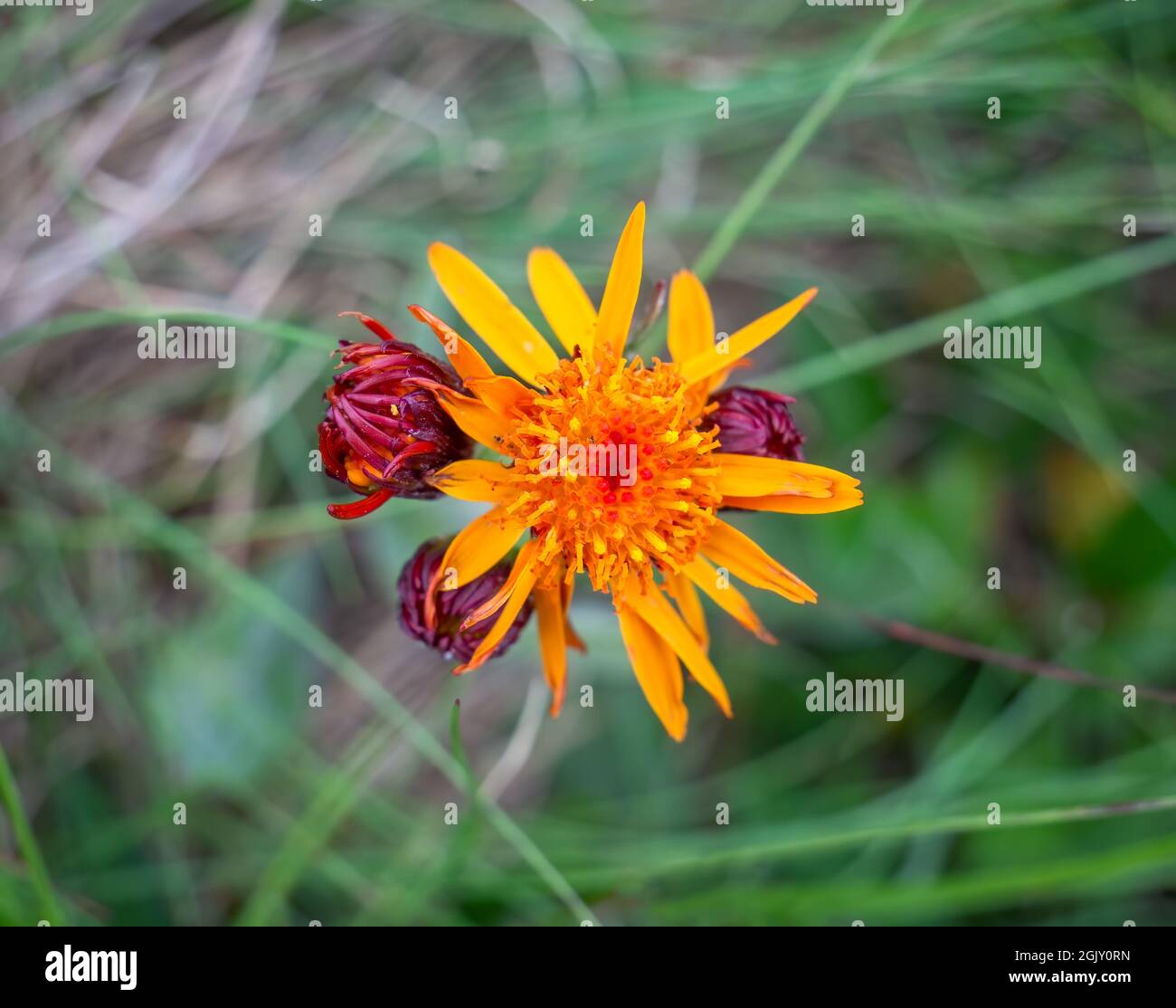 Close up detail with Tephroseris integrifolia (Field Fleawort) orange flower in Carpathian Mountains, Romania Stock Photo