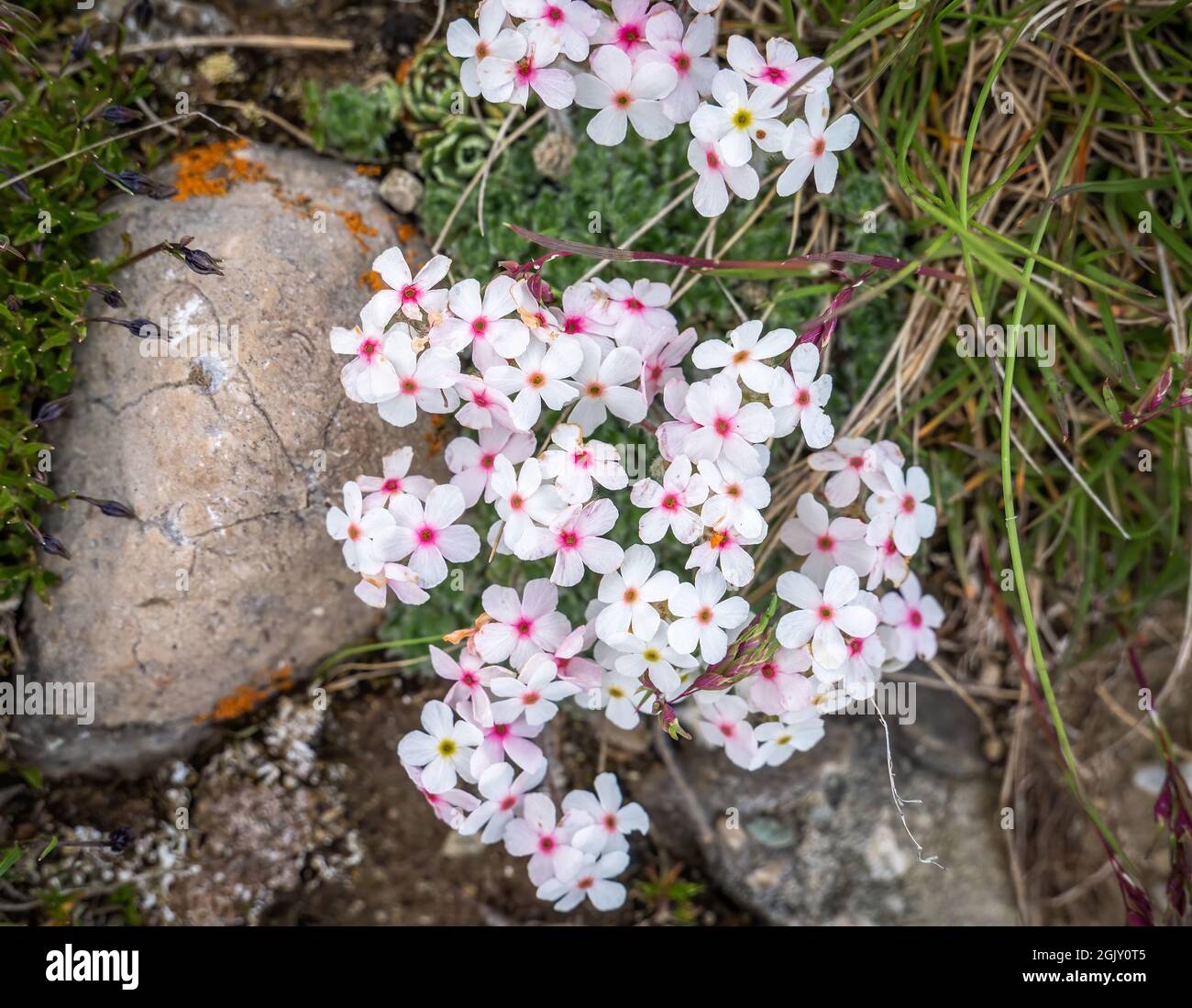 Spreading phlox (Phlox diffusa) small flowers near a rock in nature. Stock Photo