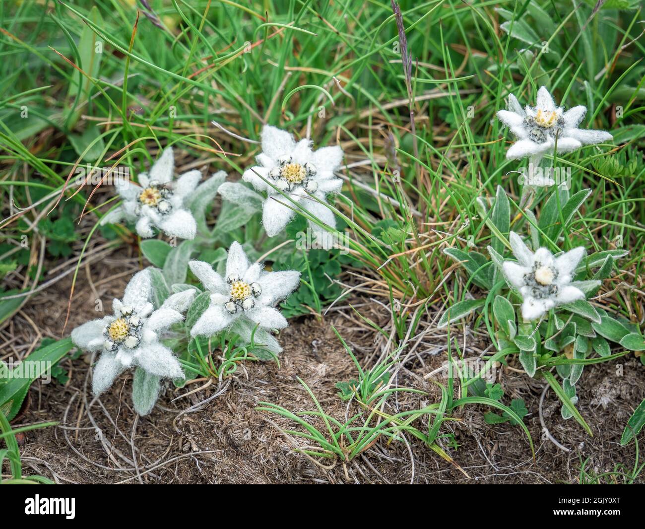 Many mountain alpine flowers Leontopodium alpinum (Edelweiss) in Bucegi Mountains, Romania. Rare protected mountain flowers on the field Stock Photo