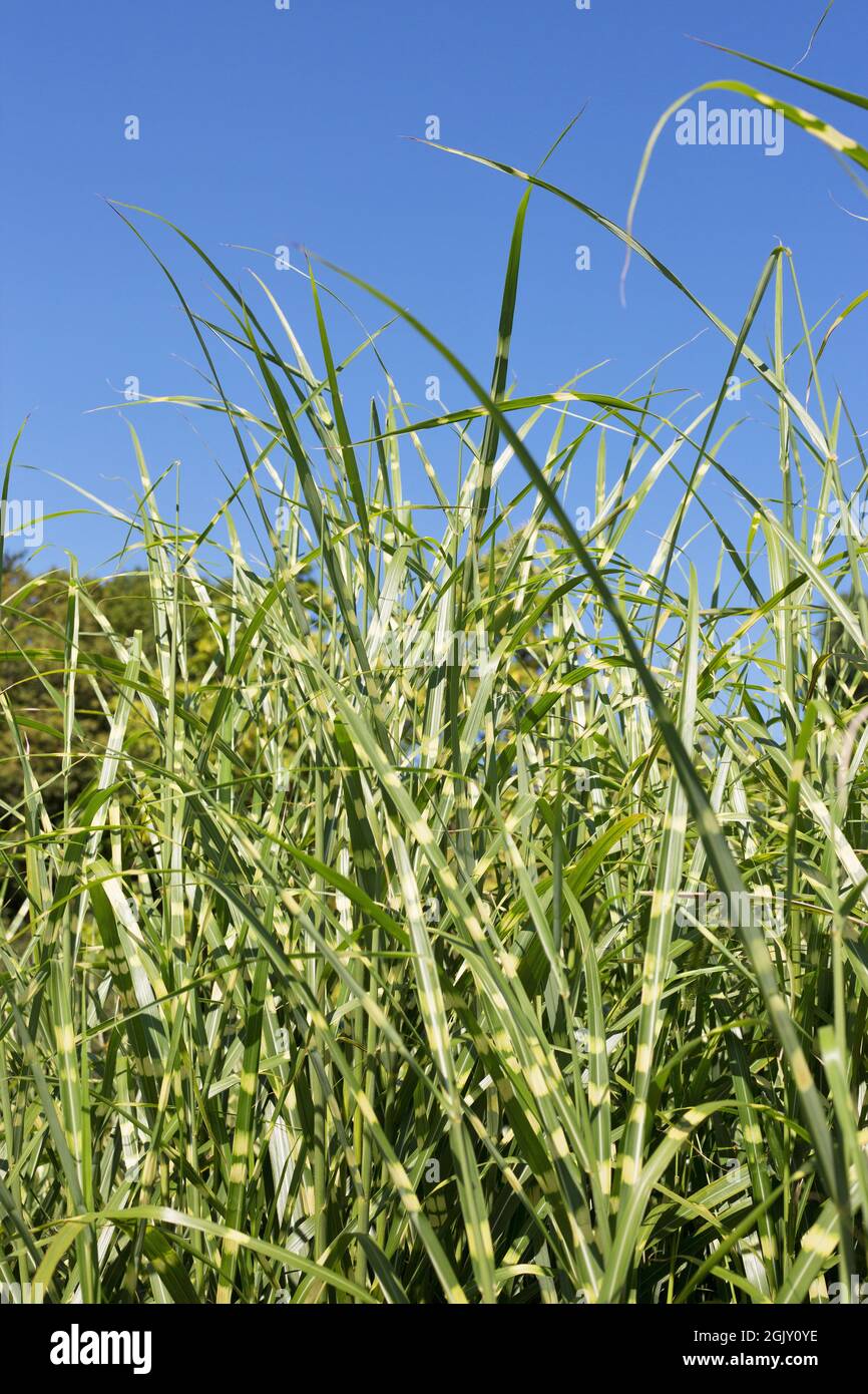 Miscanthus sinensis 'Zebrinus' zebra grass. Stock Photo