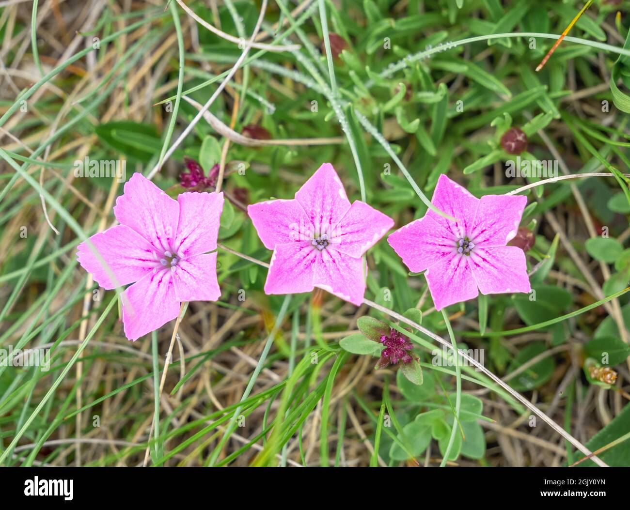 Three pink small flowers Dianthus alpinus, the alpine pink in the Bucegi Mountains, Romania. Pink flowers in the green grass meadow Stock Photo