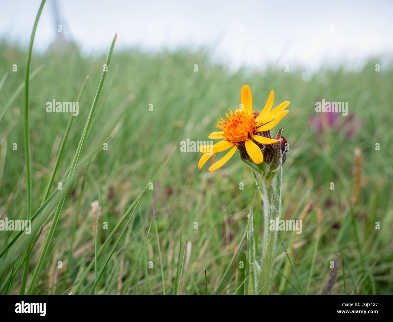 Close up detail with Tephroseris integrifolia (Field Fleawort) holub orange flower in Carpathian Mountains, Romania Stock Photo