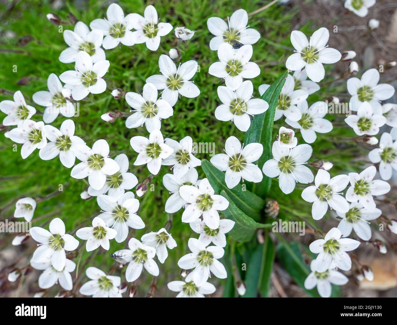 Minuartia verna (L.) Hiern. Spring sandwort small white flower that grows on scars, in semi-open short grassland, in shallow soil-filled depressions o Stock Photo