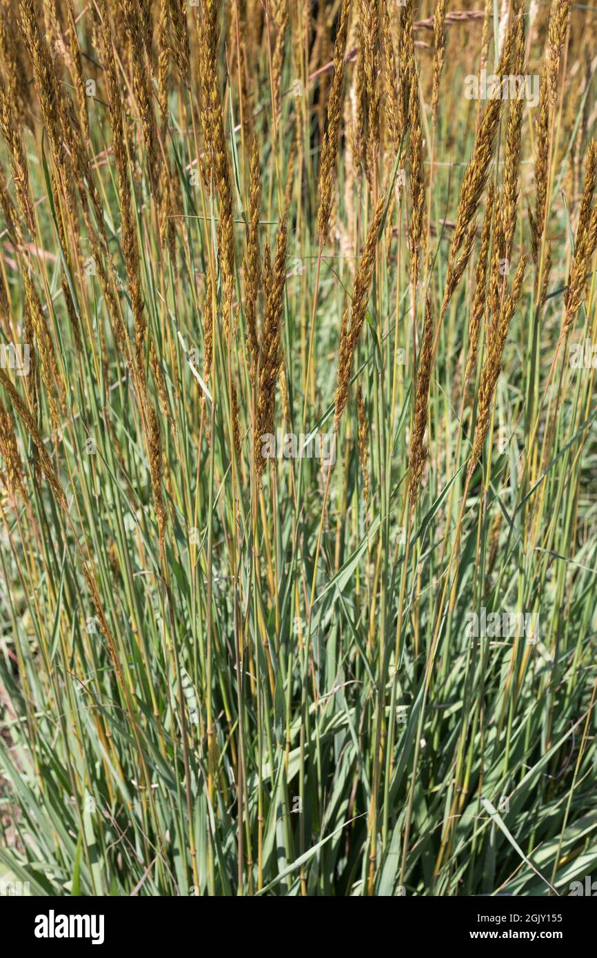 Sorghastrum nutans Indian Grass. Stock Photo